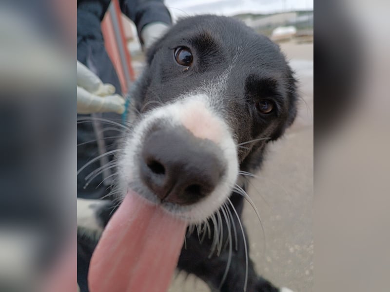 Rihanna mittelgroße Border Collie Mischlingshündin Mischling Junghund Hündin sucht Zuhause oder PS
