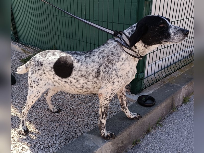 Luna Pointer Mischlingshündin Mischling Hündin sucht Zuhause oder Pflegestelle
