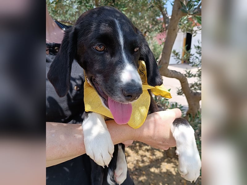 Maris Welpe Jagdhund Mischling Hündin sucht Zuhause oder Pflegestelle