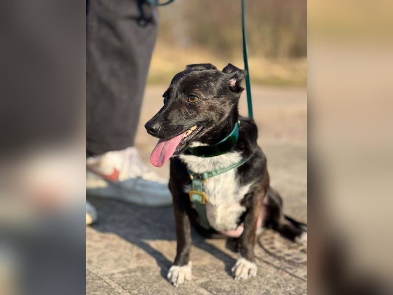 Bella / Lilly kleiner Mischling Hündin Junghund sucht Zuhause für immer