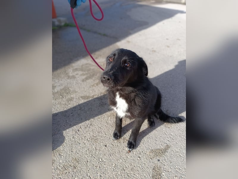 Holly süßer Mischling Hündin Junghund sucht Zuhause oder Pflegestelle