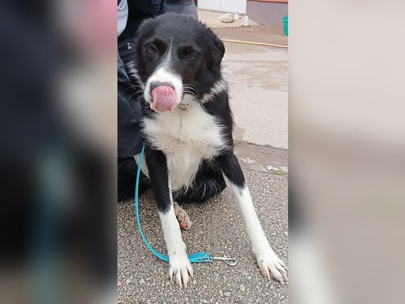 Rihanna mittelgroße Border Collie Mischlingshündin Mischling Junghund Hündin sucht Zuhause oder PS