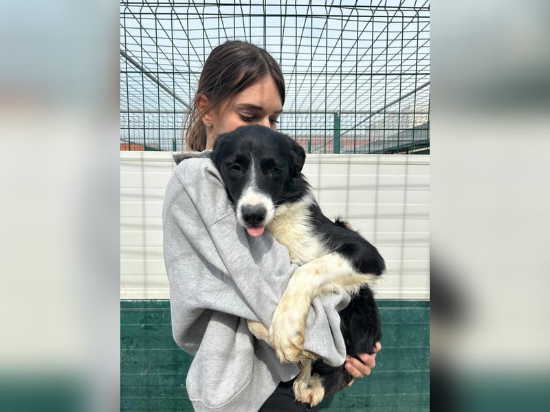 Rihanna mittelgroße Border Collie Mischlingshündin Mischling Junghund Hündin sucht Zuhause oder PS