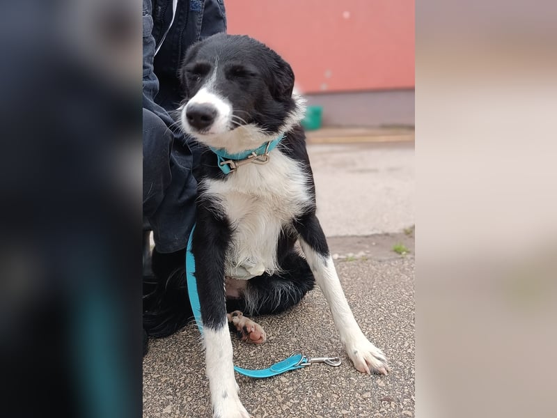 Rihanna mittelgroße Border Collie Mischlingshündin Mischling Junghund Hündin sucht Zuhause oder PS