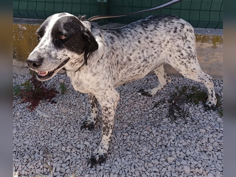 Luna Pointer Mischlingshündin Mischling Hündin sucht Zuhause oder Pflegestelle