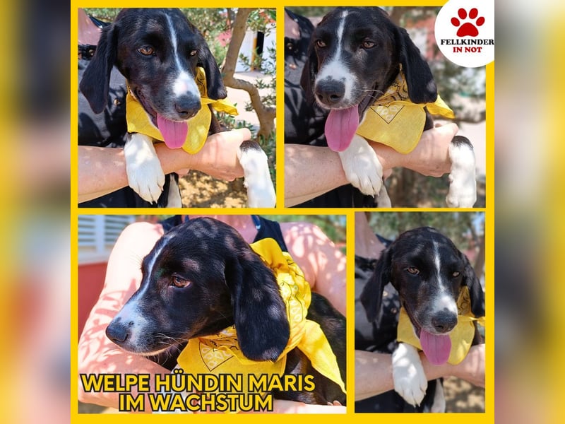 Maris Welpe Jagdhund Mischling Hündin sucht Zuhause oder Pflegestelle