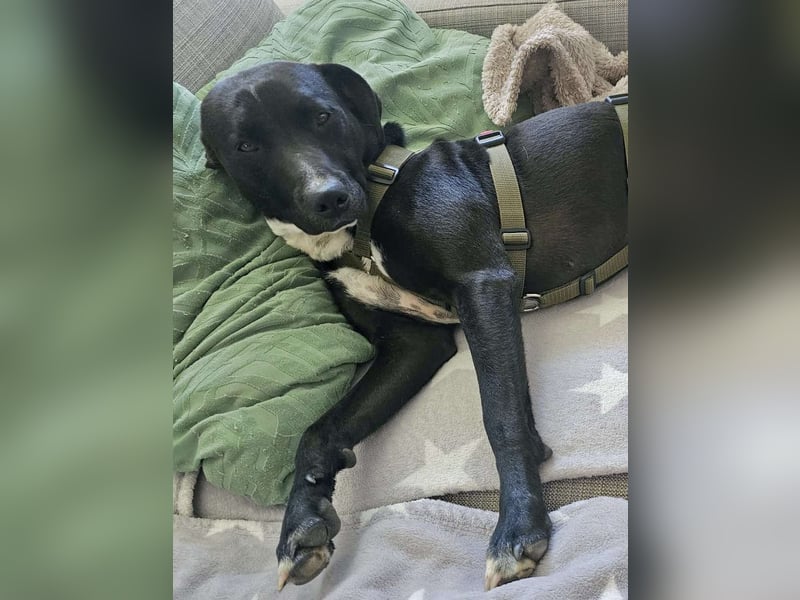 Zeta aktive Mischlingshündin Mischling Hündin katzenverträglich sucht Zuhause für immer
