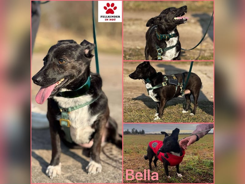 Bella / Lilly kleiner Mischling Hündin Junghund sucht Zuhause für immer