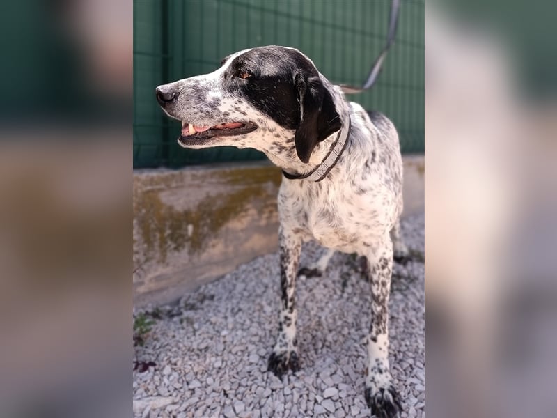 Luna Pointer Mischlingshündin Mischling Hündin sucht Zuhause oder Pflegestelle