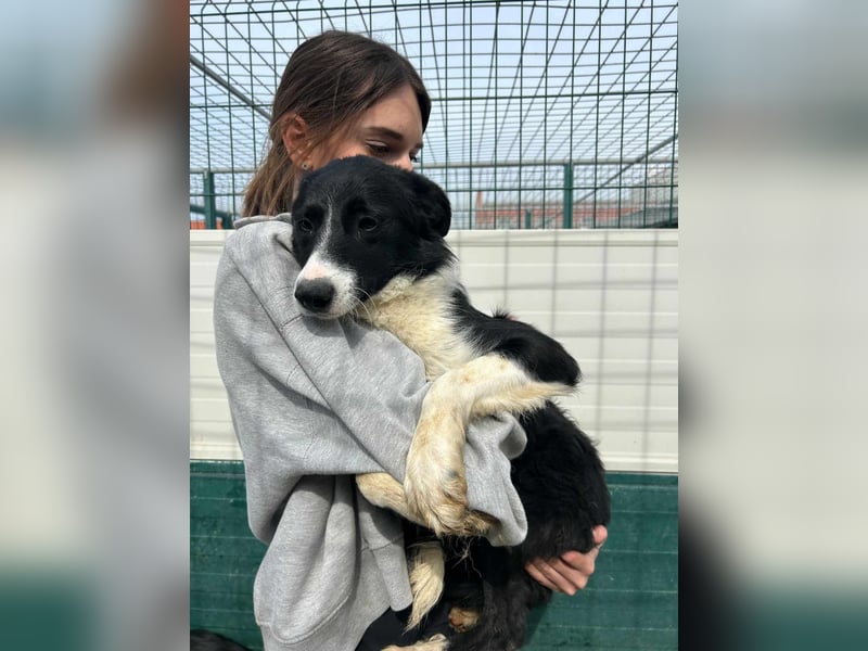 Rihanna mittelgroße Border Collie Mischlingshündin Mischling Junghund Hündin sucht Zuhause oder PS
