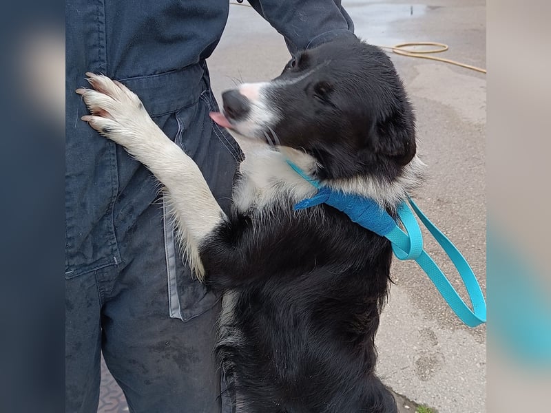 Rihanna mittelgroße Border Collie Mischlingshündin Mischling Junghund Hündin sucht Zuhause oder PS