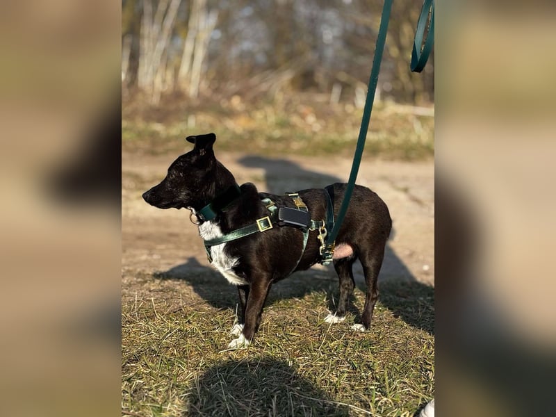 Bella / Lilly kleiner Mischling Hündin Junghund sucht Zuhause für immer