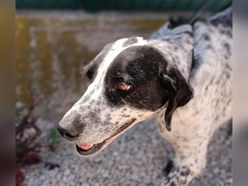 Luna Pointer Mischlingshündin Mischling Hündin sucht Zuhause oder Pflegestelle