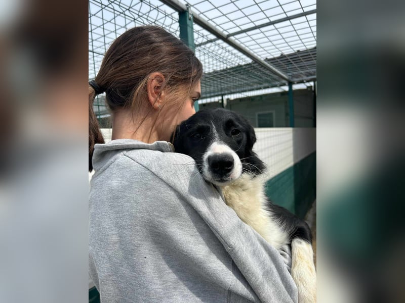 Rihanna mittelgroße Border Collie Mischlingshündin Mischling Junghund Hündin sucht Zuhause oder PS