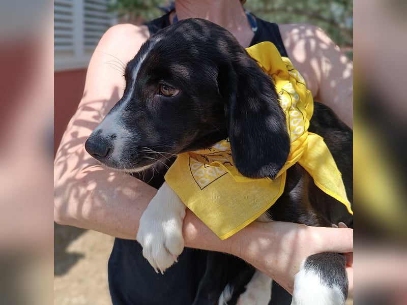 Maris Welpe Jagdhund Mischling Hündin sucht Zuhause oder Pflegestelle