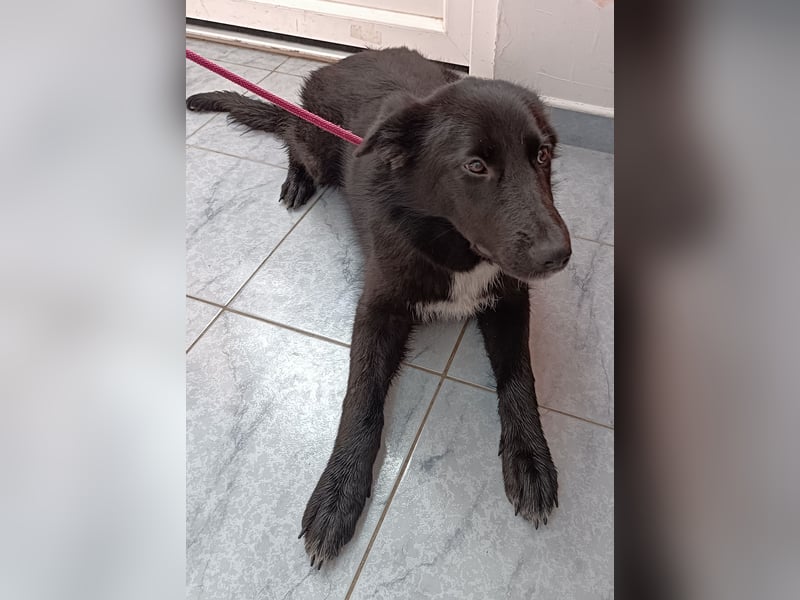 Holly süßer Mischling Hündin Junghund sucht Zuhause oder Pflegestelle