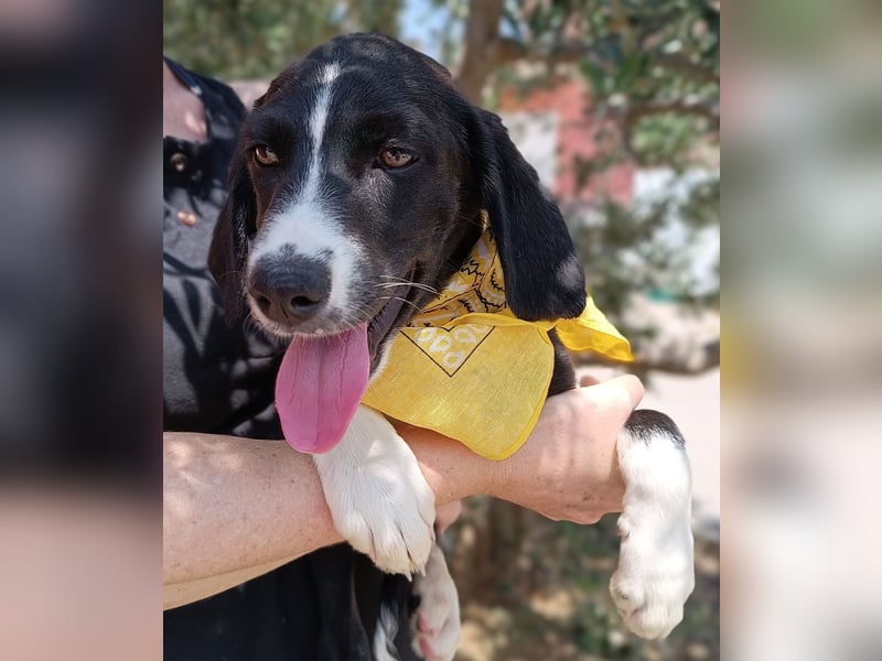 Maris Welpe Jagdhund Mischling Hündin sucht Zuhause oder Pflegestelle