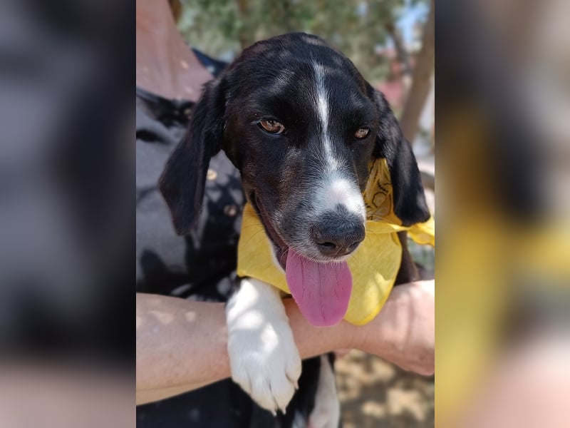 Maris Welpe Jagdhund Mischling Hündin sucht Zuhause oder Pflegestelle