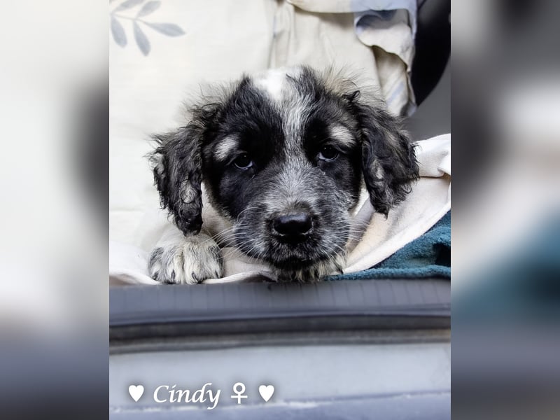 , Cindy und Carla suchen ab Mitte Juli ein Zuhause