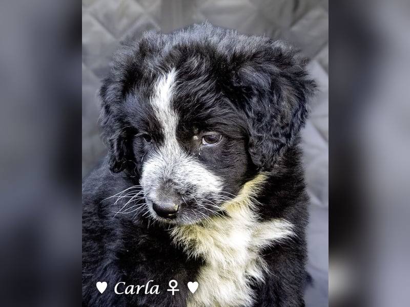 Cecilia, Cindy und Carla suchen ab Mitte Juli ein Zuhause
