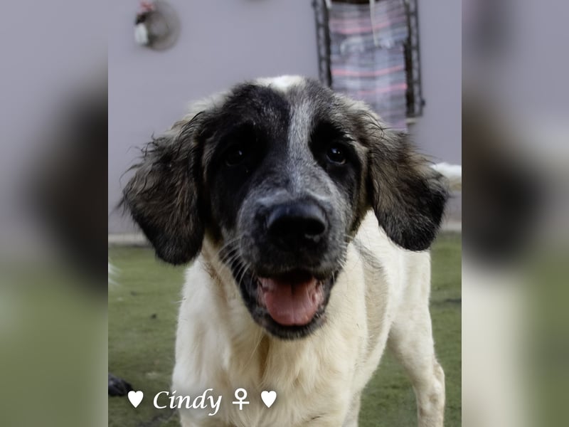 Cindy und Carla suchen ab Mitte Juli ein Zuhause