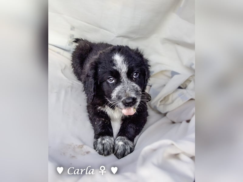 , Cindy und Carla suchen ab Mitte Juli ein Zuhause
