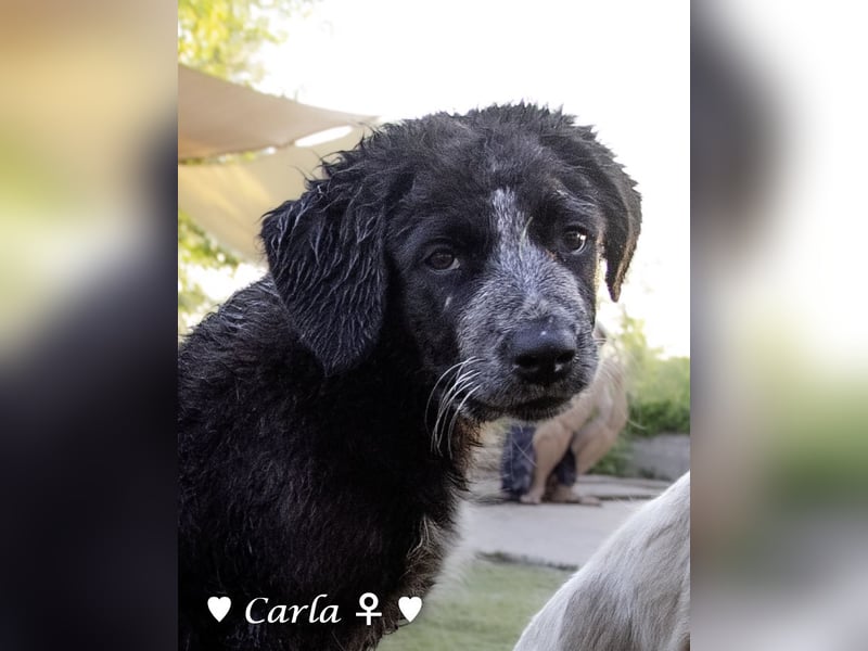 Cindy und Carla suchen ab Mitte Juli ein Zuhause