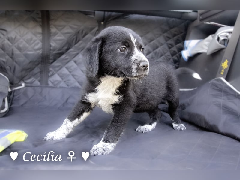 Cecilia, Cindy und Carla suchen ab Mitte Juli ein Zuhause
