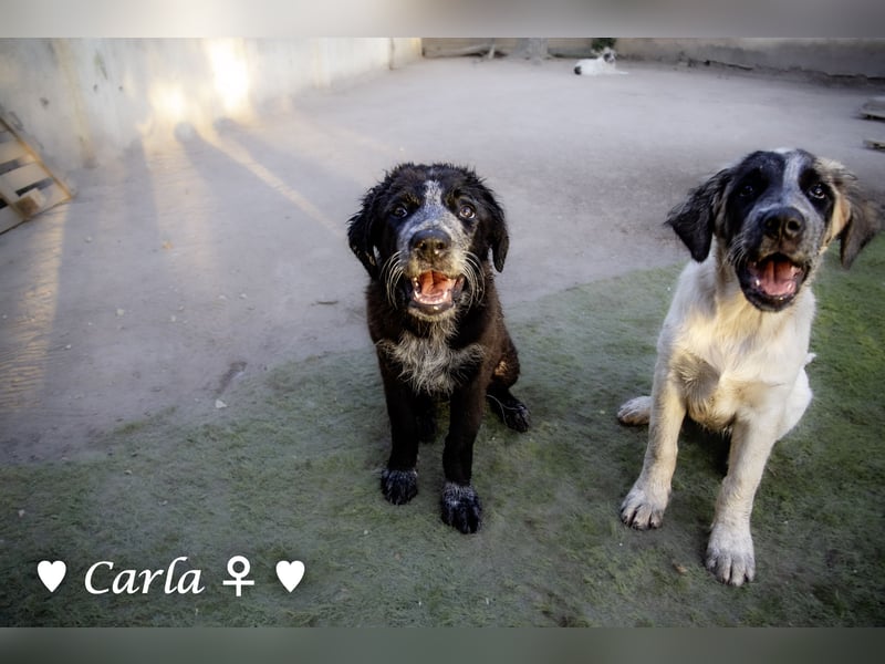 Cindy und Carla suchen ab Mitte Juli ein Zuhause