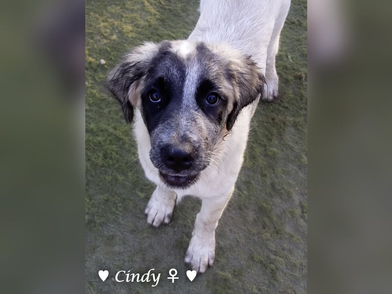 Cindy und Carla suchen ab Mitte Juli ein Zuhause