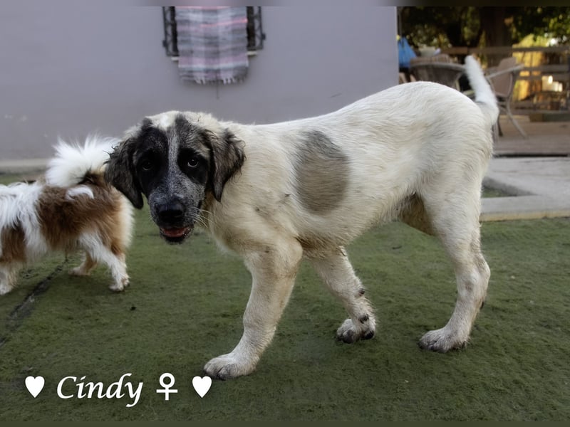 Cindy und Carla suchen ab Mitte Juli ein Zuhause