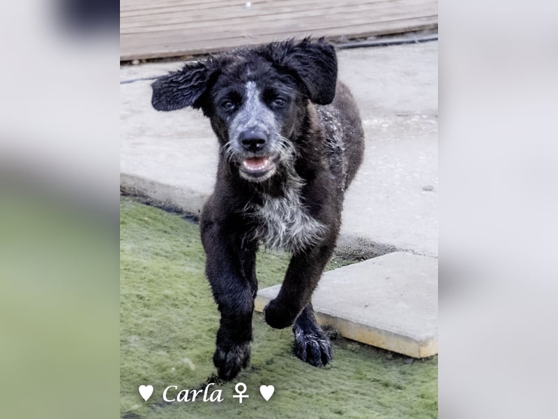 Cindy und Carla suchen ab Mitte Juli ein Zuhause