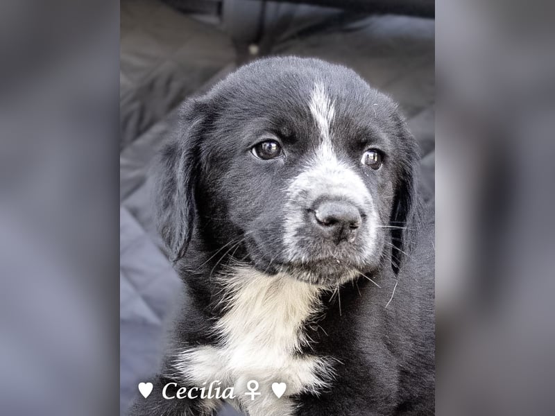 Cecilia, Cindy und Carla suchen ab Mitte Juli ein Zuhause