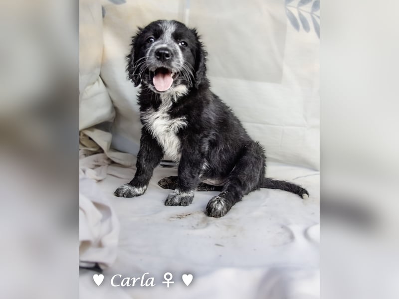 , Cindy und Carla suchen ab Mitte Juli ein Zuhause