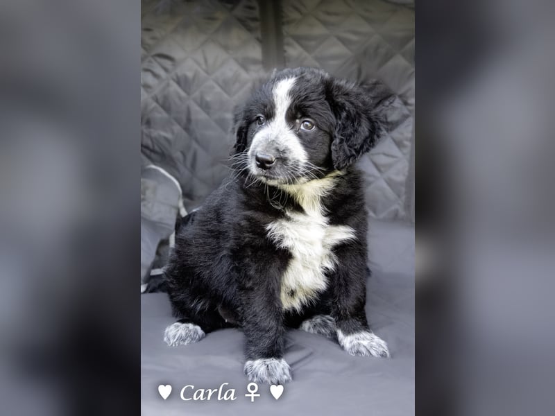 Cecilia, Cindy und Carla suchen ab Mitte Juli ein Zuhause
