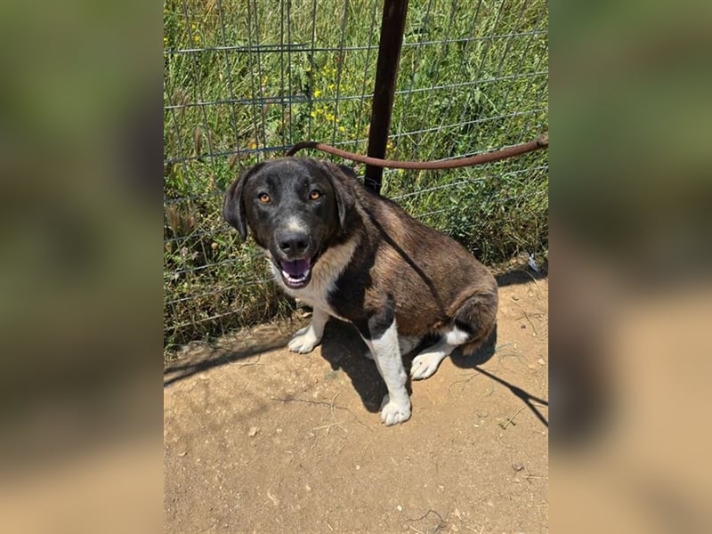 Snoopy hat Charme und ist ein absoluter Hingucker - wer verliebt sich in diese Schönheit?