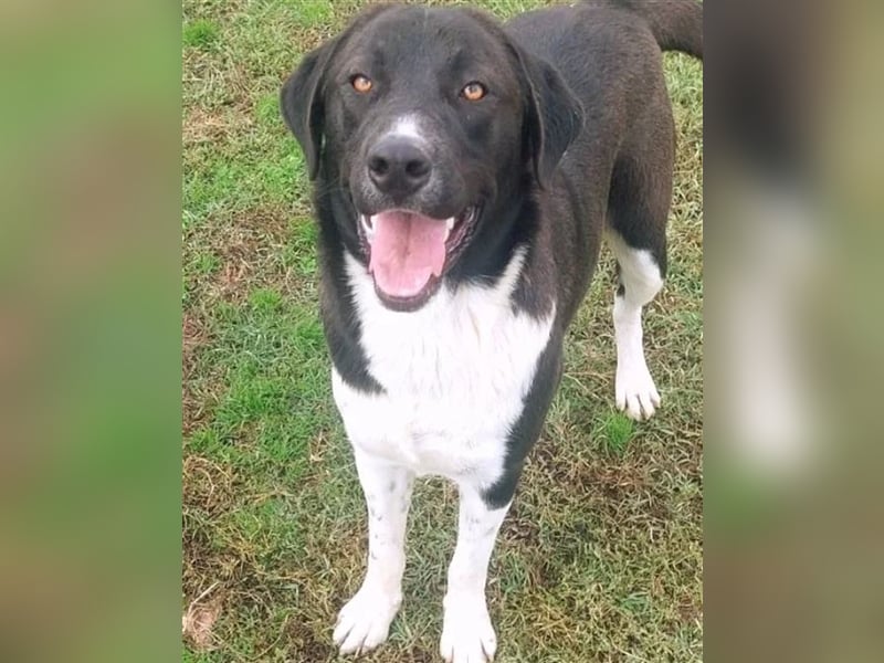 Snoopy hat Charme und ist ein absoluter Hingucker - wer verliebt sich in diese Schönheit?