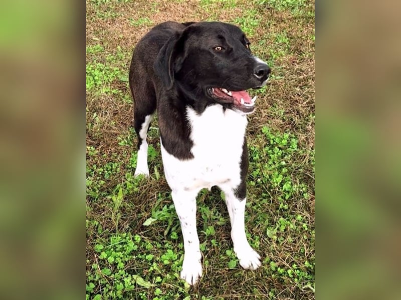Snoopy hat Charme und ist ein absoluter Hingucker - wer verliebt sich in diese Schönheit?