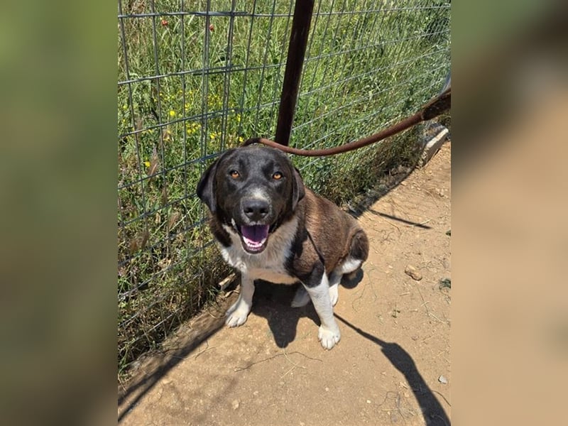 Snoopy hat Charme und ist ein absoluter Hingucker - wer verliebt sich in diese Schönheit?
