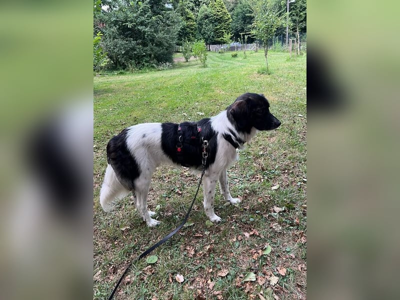 Anissa bereits auf PS in DE, sucht wundervolles Zuhause!