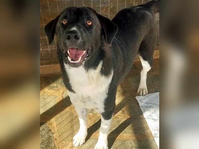 Snoopy hat Charme und ist ein absoluter Hingucker - wer verliebt sich in diese Schönheit?