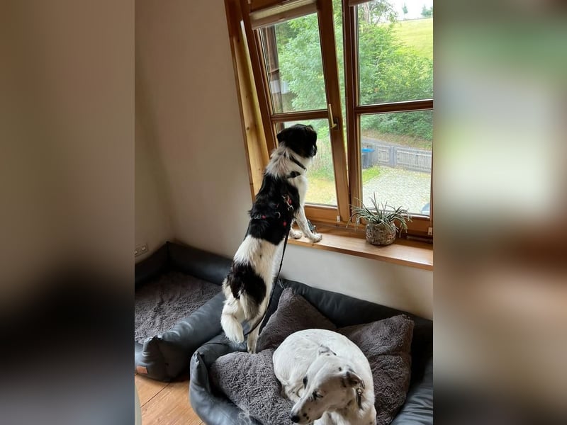 Anissa bereits auf PS in DE, sucht wundervolles Zuhause!