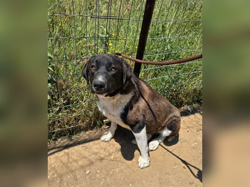 Snoopy hat Charme und ist ein absoluter Hingucker - wer verliebt sich in diese Schönheit?