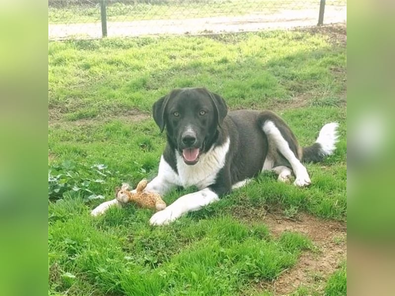 Snoopy hat Charme und ist ein absoluter Hingucker - wer verliebt sich in diese Schönheit?