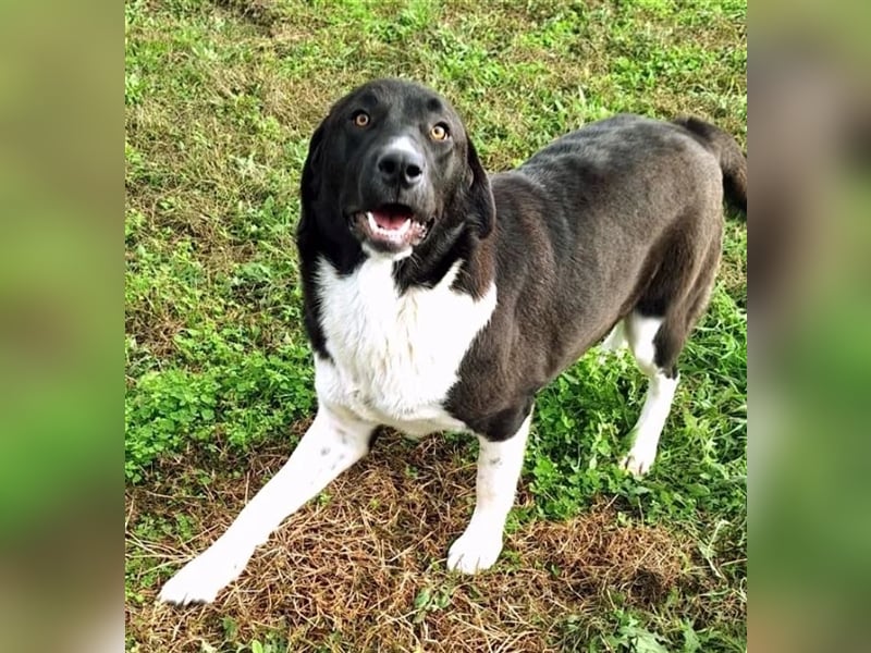 Snoopy hat Charme und ist ein absoluter Hingucker - wer verliebt sich in diese Schönheit?