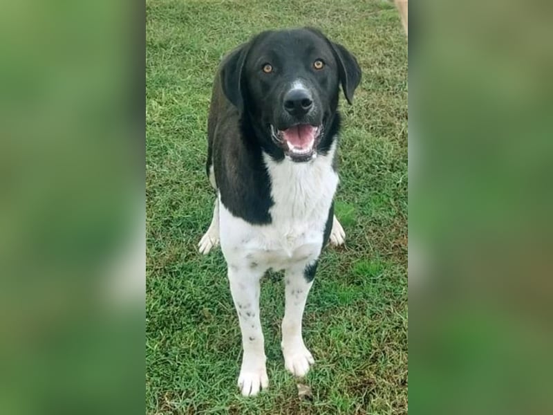 Snoopy hat Charme und ist ein absoluter Hingucker - wer verliebt sich in diese Schönheit?