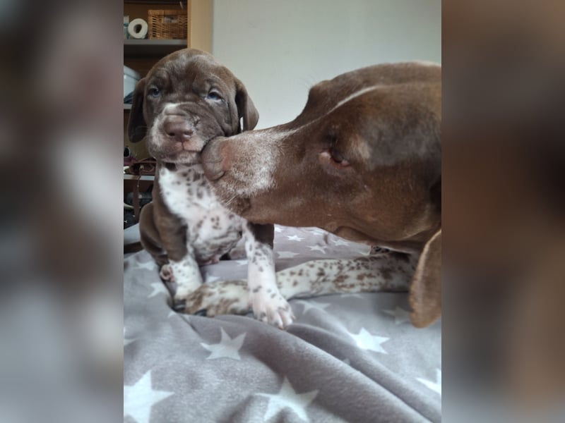 Dalmatiner/Ridgeback Welpen