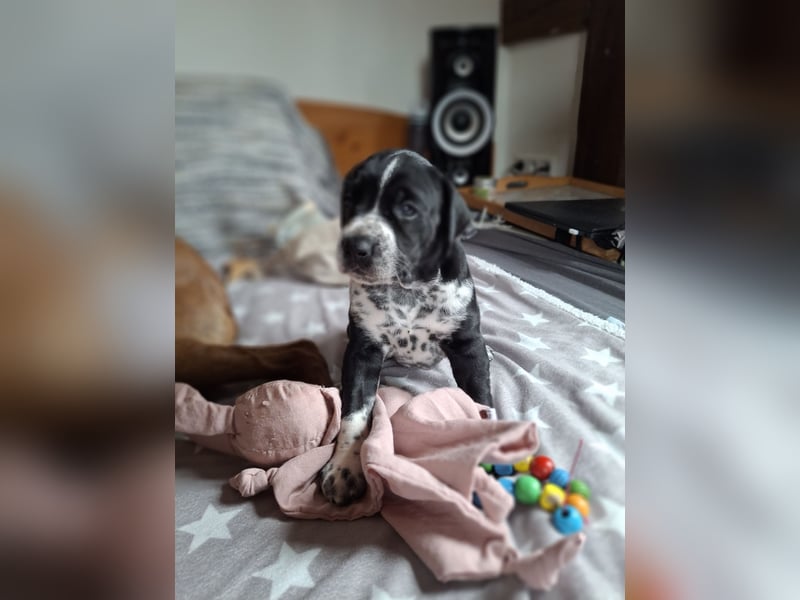 Dalmi/Ridgeback