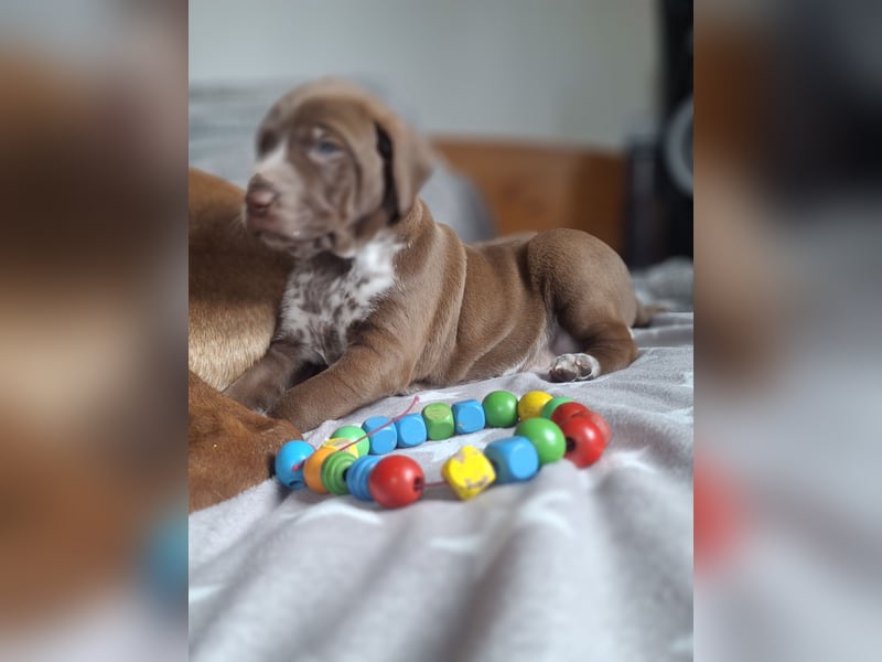 Dalmatiner/Ridgeback Welpen