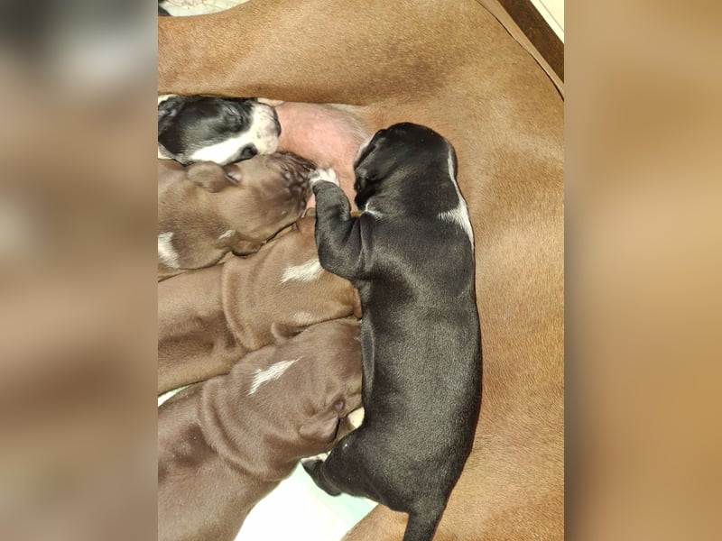 Dalmatiner/Ridgeback Welpen